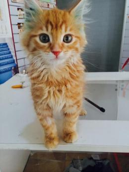 Kitten Adoption Rogan