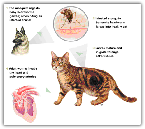 Heartworm in Cats » Hills Veterinary Clinic